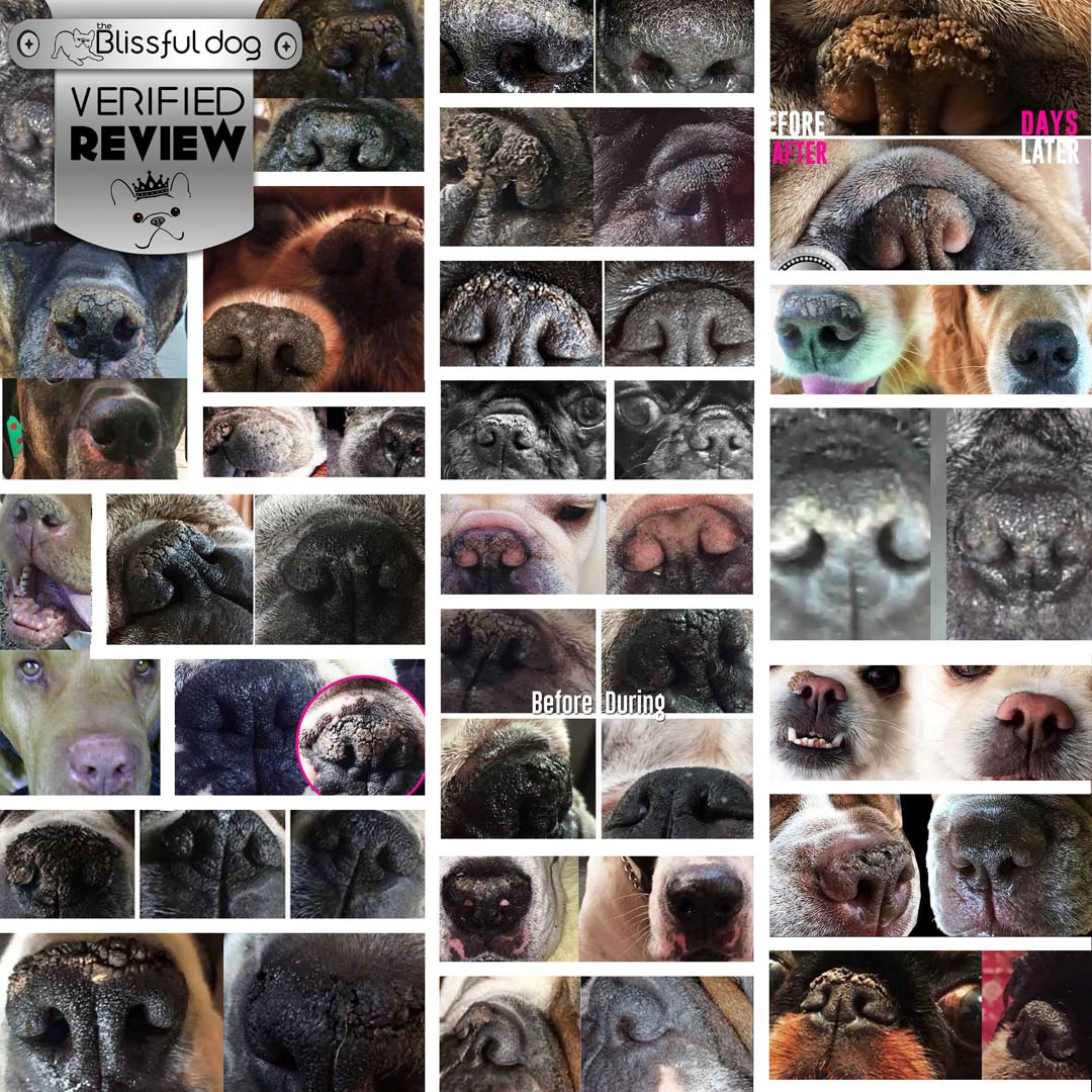 1 Dog Nose Butter For All Dogs NOSE BUTTER® - Lazy Paper Club