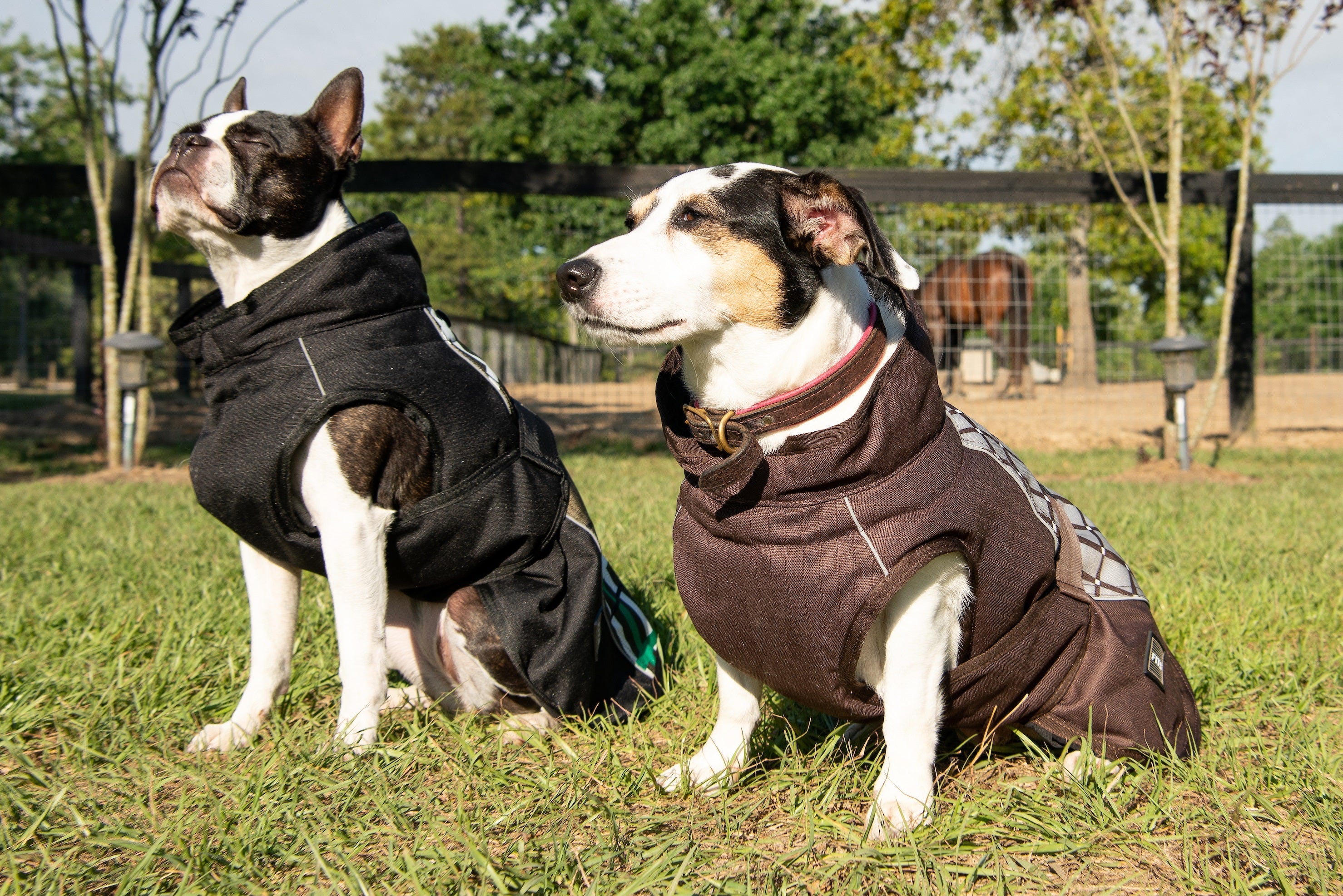 All Weather Dog Coat Accessories - Lazy Paper Club