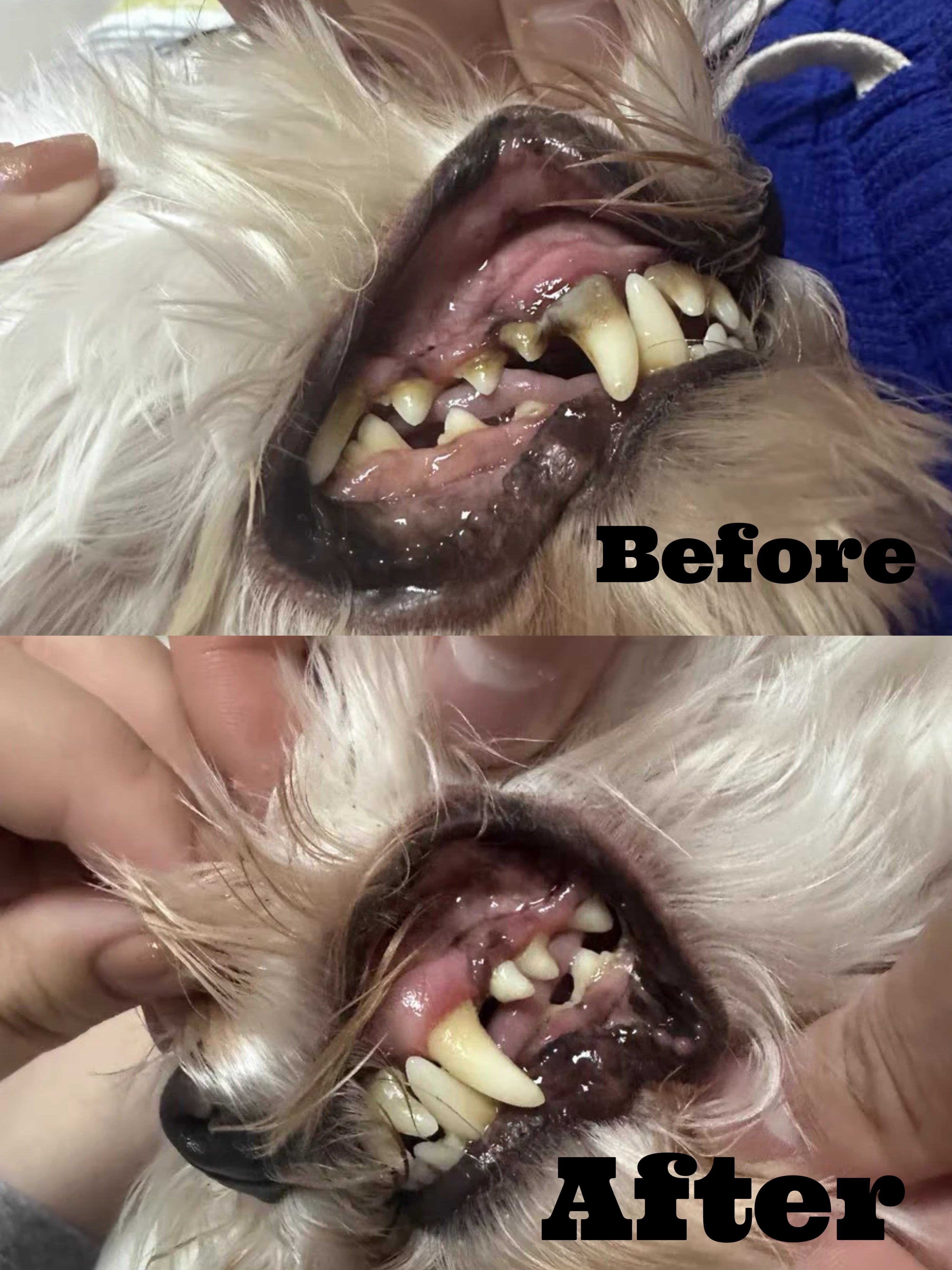 Anesthesia-Free Pet Dental Cleaning Kit: Professional Ultrasonic Tartar Remover & Electric Toothbrush for Dogs & Cats by Dr. Milou® Pets - Lazy Paper Club