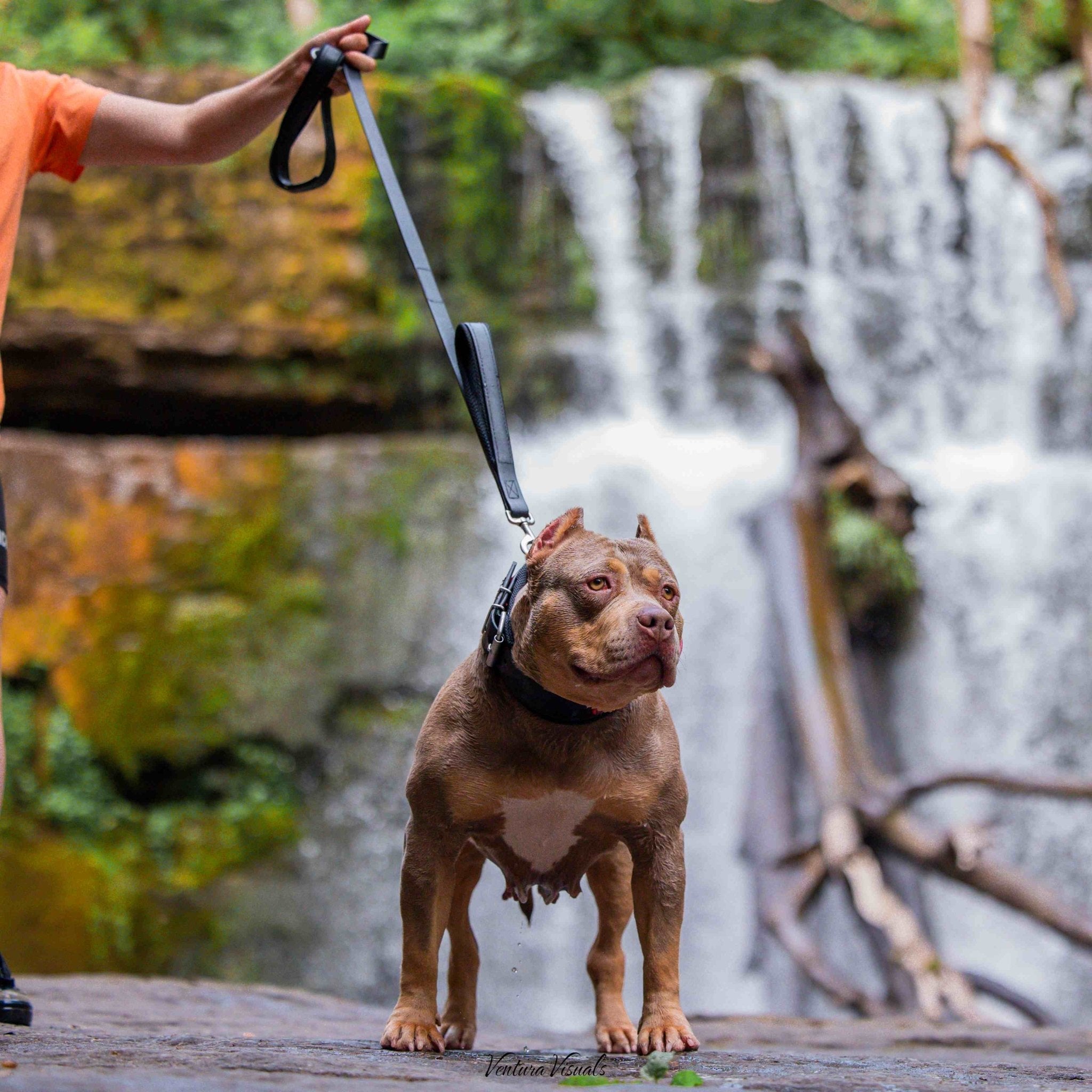 BESTIA DOG SPORT dual handle leash Training gear - Lazy Paper Club