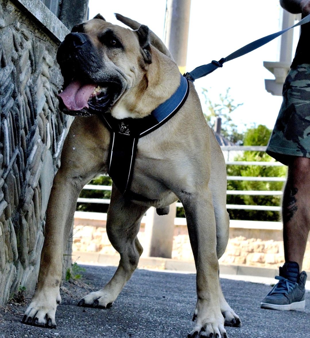 BESTIA DOG SPORT GripPro Heavy Duty Harness Harnesses - Lazy Paper Club