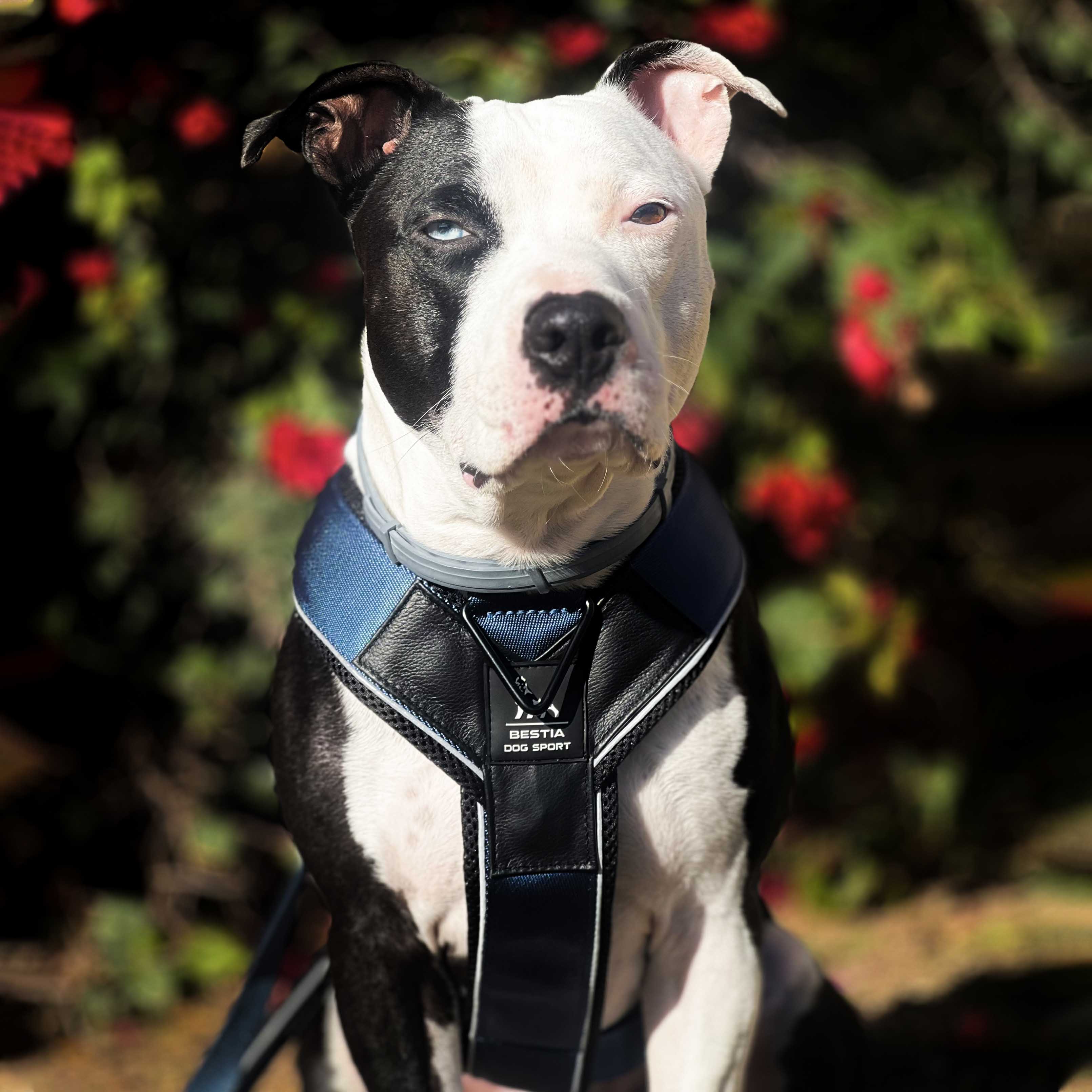 BESTIA DOG SPORT GripPro Heavy Duty Harness Harnesses - Lazy Paper Club