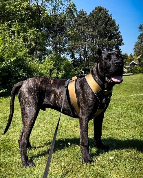 BESTIA DOG SPORT GripPro Heavy Duty Harness Harnesses - Lazy Paper Club