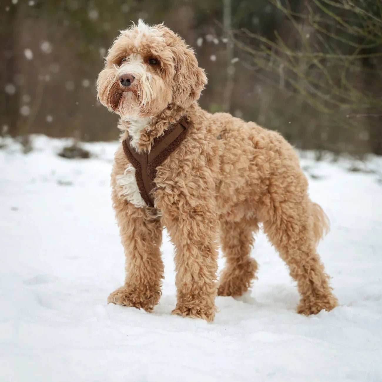 'Brown' - Sherpa Dog Harness Harness - Lazy Paper Club