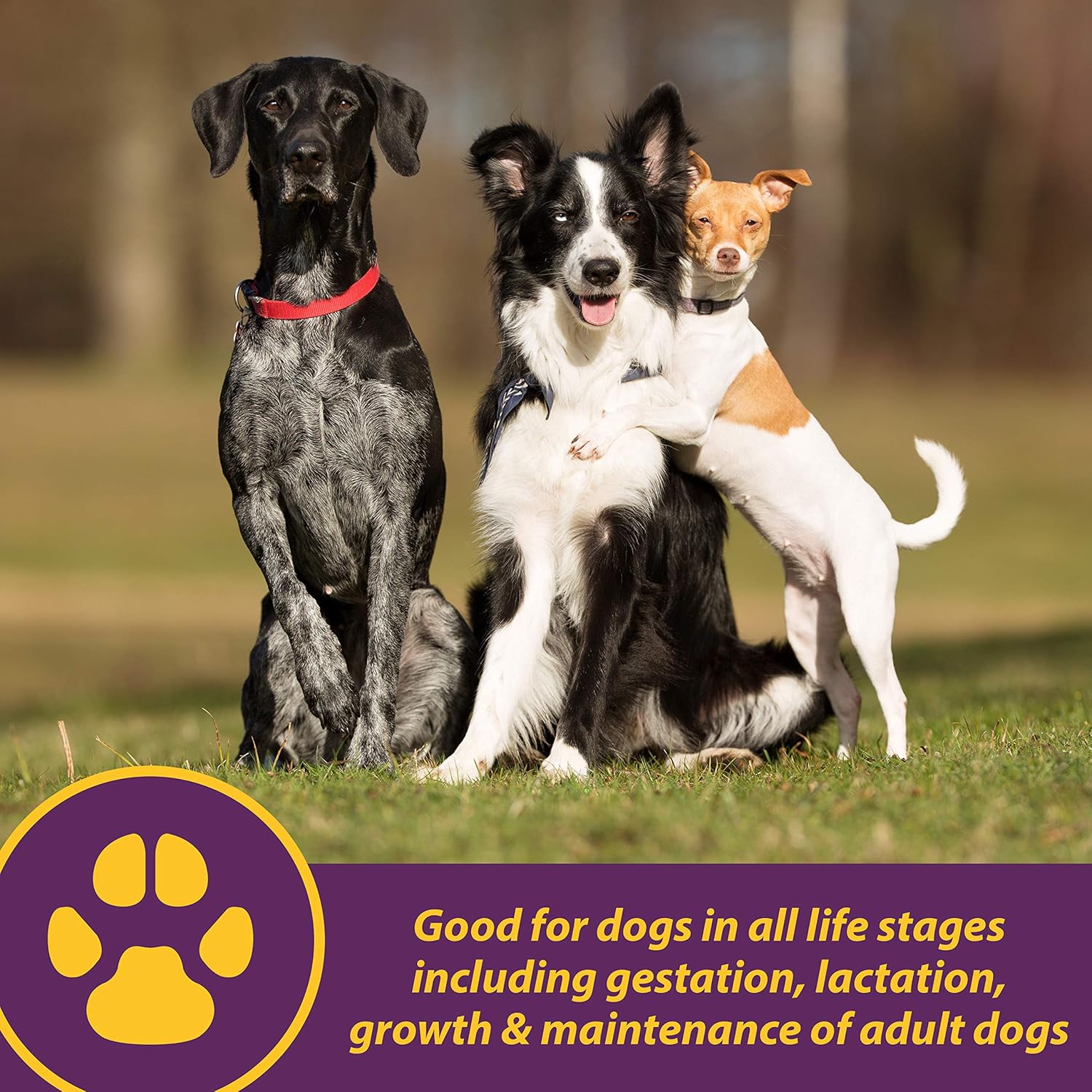 Canine Red Cell Liquid Supplement Dogs Puppies Vitamin Iron Mineral Energy 32 oz. Pet Supplies > Dog Supplies > Health Care > Vitamins & Supplements - Lazy Paper Club