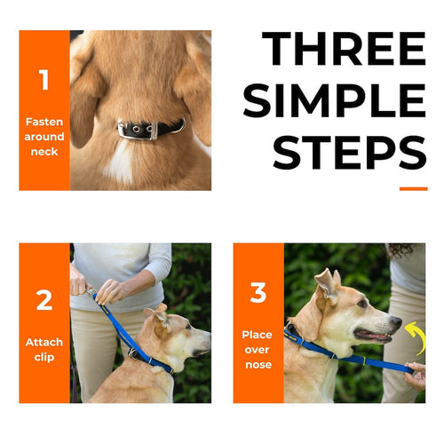 Canny Collar Pet Collars & Harnesses - Lazy Paper Club