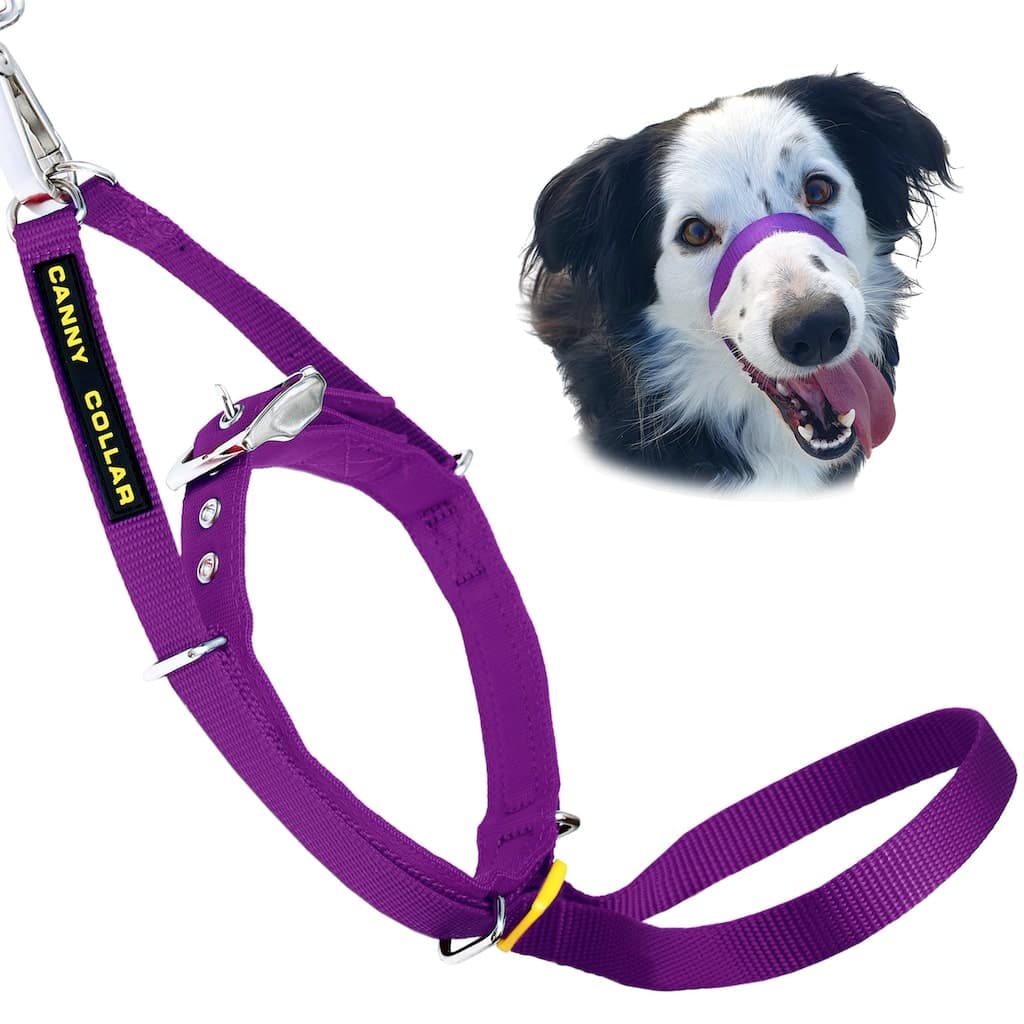Canny Collar Pet Collars & Harnesses - Lazy Paper Club