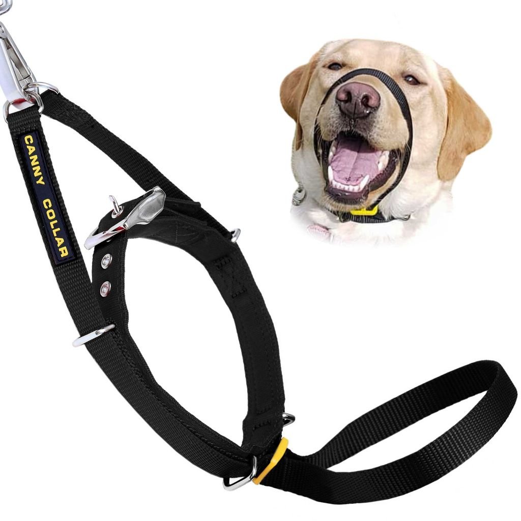 Canny Collar Pet Collars & Harnesses - Lazy Paper Club