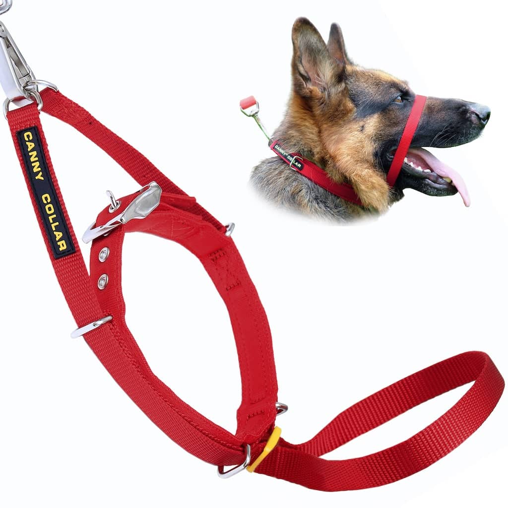 Canny Collar Pet Collars & Harnesses - Lazy Paper Club