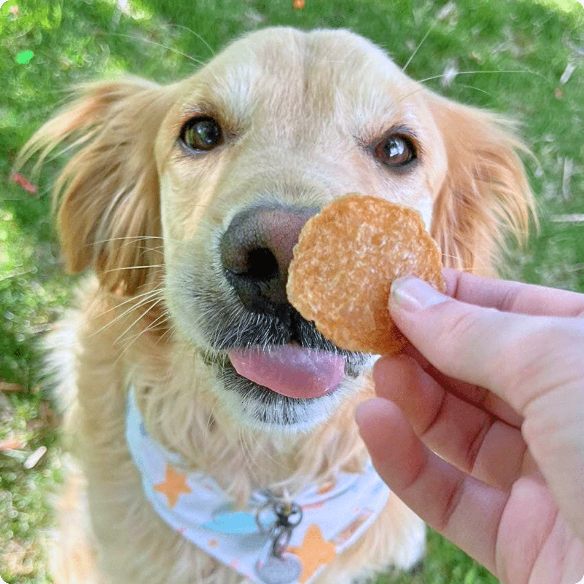 Chicken Chips for Dogs | All-Natural Single-Ingredient Dog Treats Chip - Lazy Paper Club