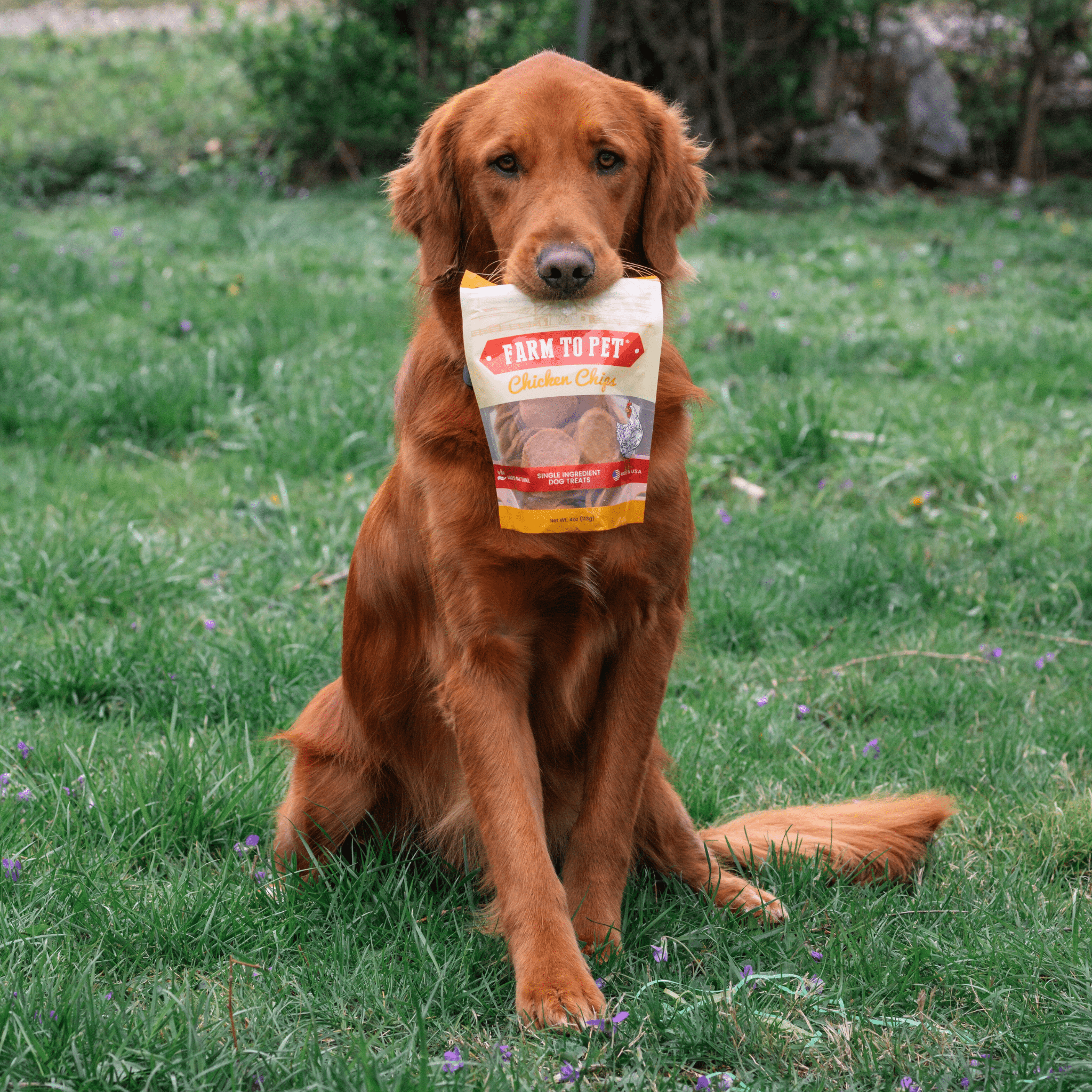 Chicken Chips for Dogs | All-Natural Single-Ingredient Dog Treats Chip - Lazy Paper Club