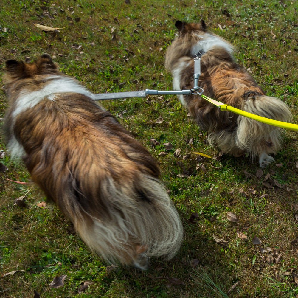 CRAZYcoupl'r - 2 Dogs on 1 Leash - Lazy Paper Club