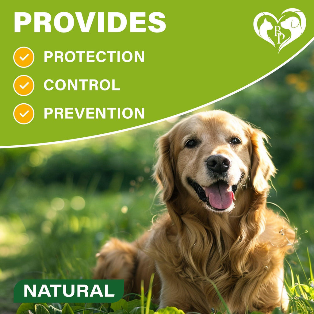Natural Flea & Tick Collar for Dogs 6 Months Control of Best Prevention & Safe Treatment Anti Fleas and Ticks Essential Oil Repellent (1 Pack 2 Count)