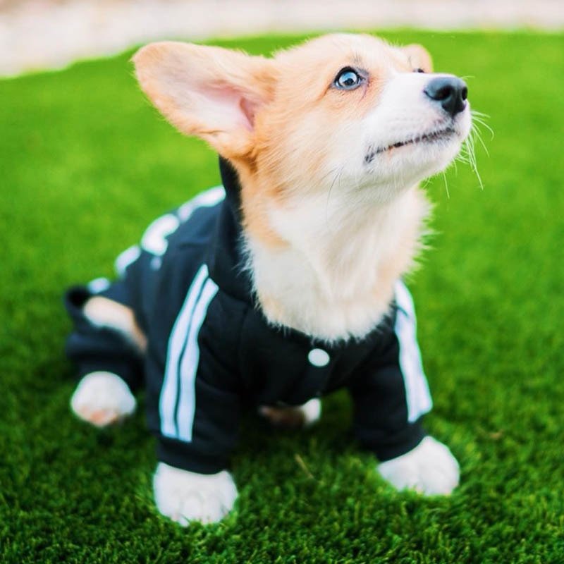 Designer Pet Dog Jumpsuit for Small Medium Dogs Hoodie - Lazy Paper Club