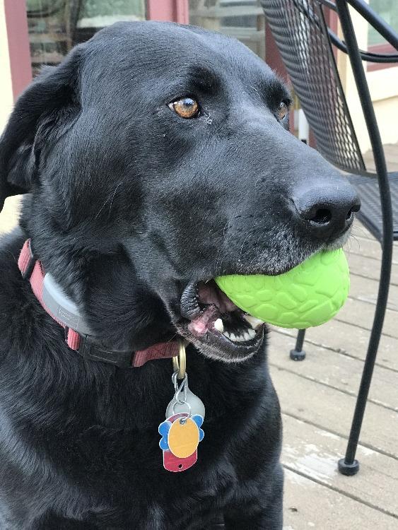 Dinosaur Egg Dog Chew Toy & Treat Dispenser - USA Made | SodaPup Rubber Dog Toys - Lazy Paper Club