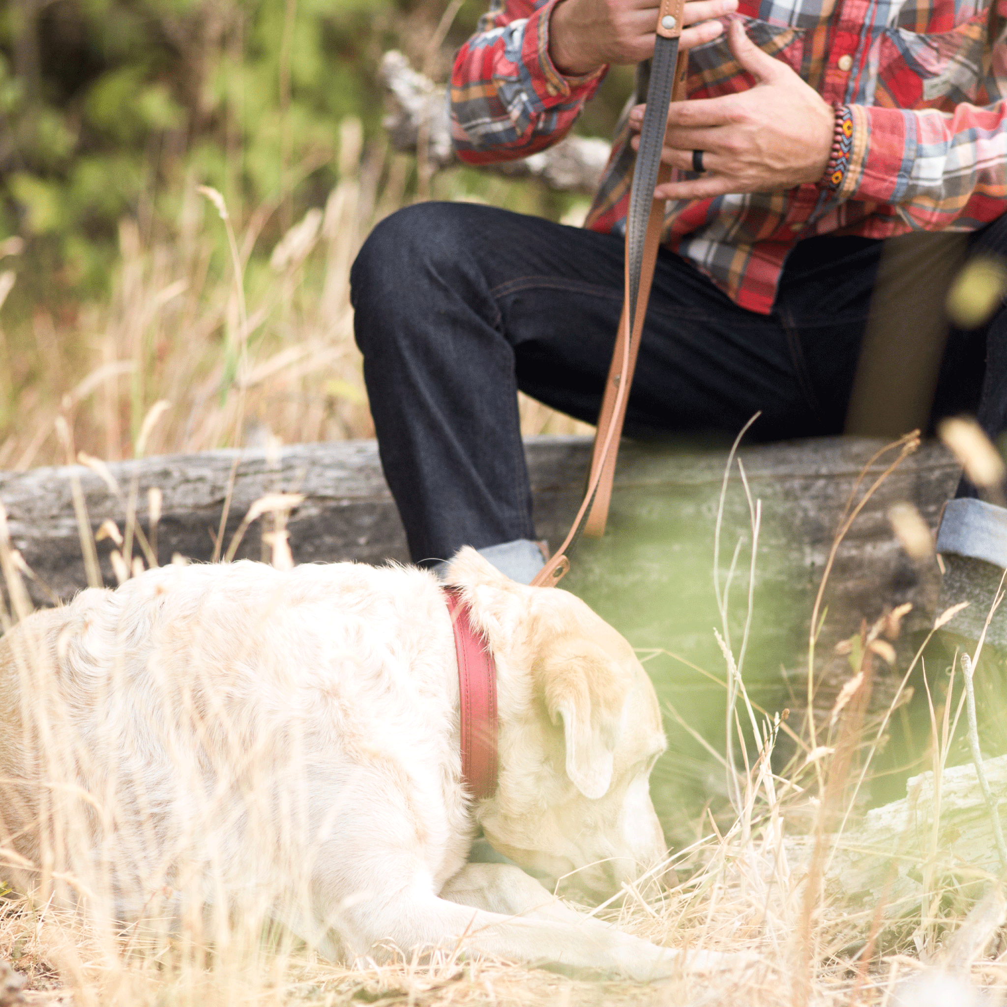 Dog Leash HOME GOODS - Lazy Paper Club