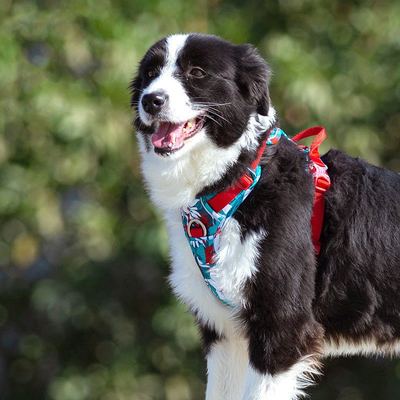 Dog Walking Vest-Style Chest Harness Adjustable For Large Dogs 0 - Lazy Paper Club