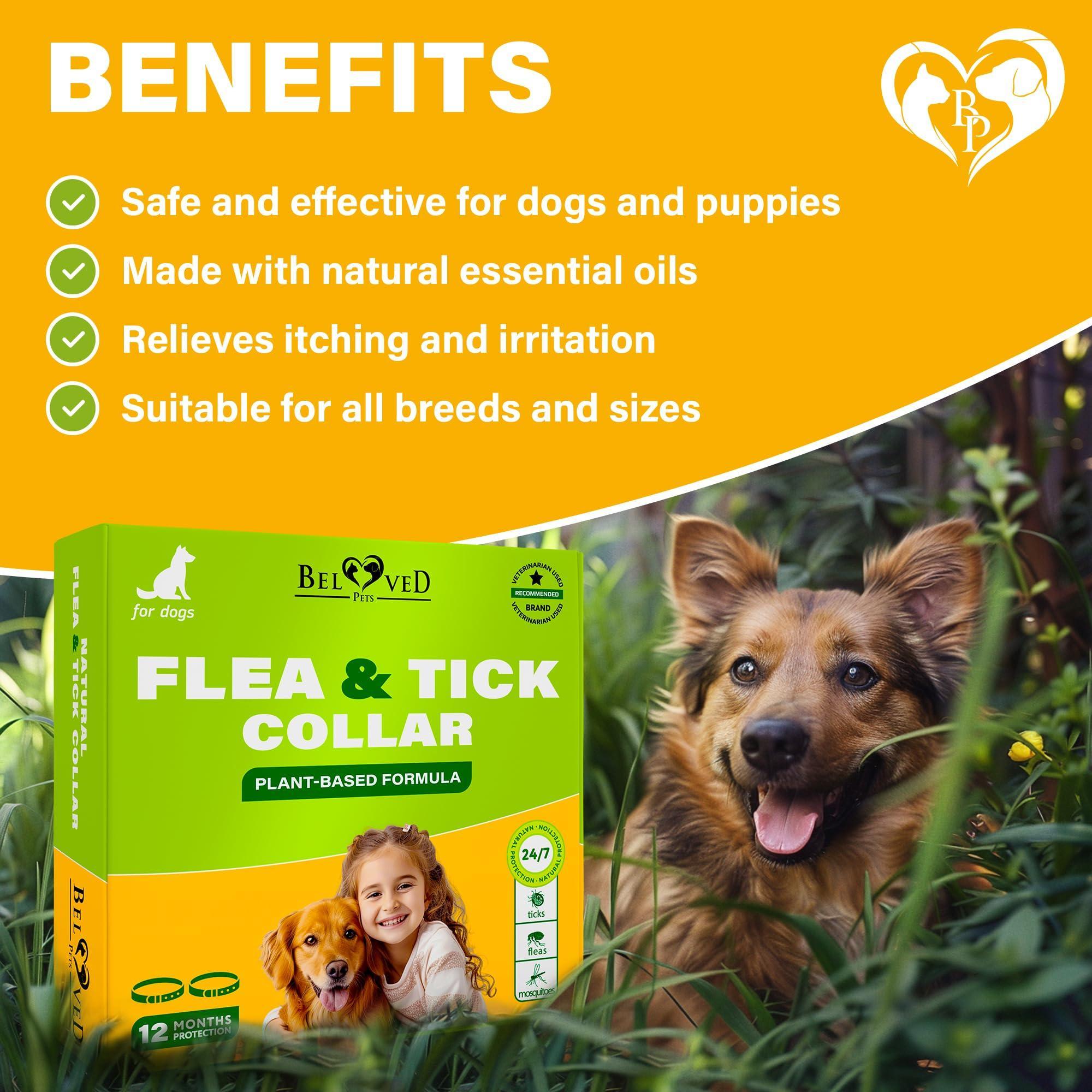 Natural Flea & Tick Collar for Dogs 6 Months Control of Best Prevention & Safe Treatment Anti Fleas and Ticks Essential Oil Repellent (1 Pack 2 Count)