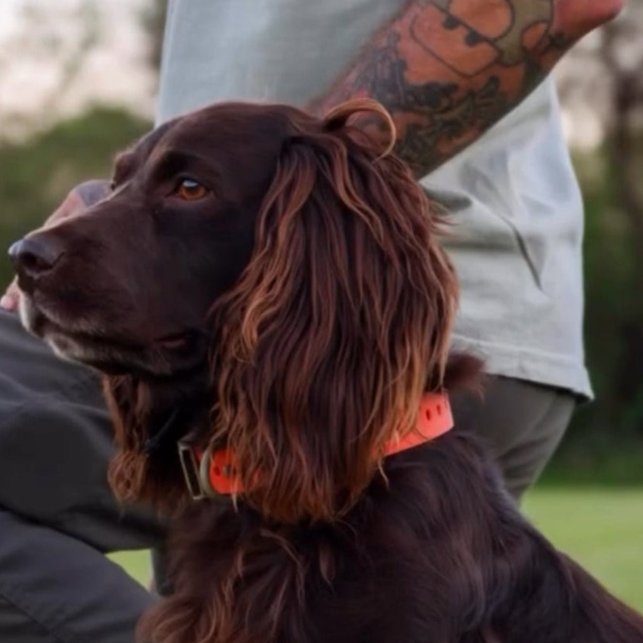 FIELD COLLAR Hoss Straps™ - Lazy Paper Club