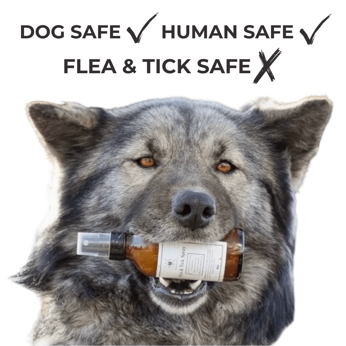 Flea & Tick Spray for Dogs - Lazy Paper Club