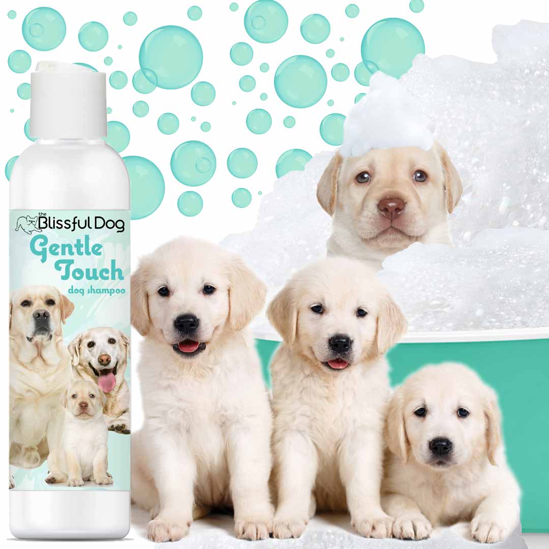 Gentle Touch Dog Shampoo & Soap SHAMPOO - Lazy Paper Club
