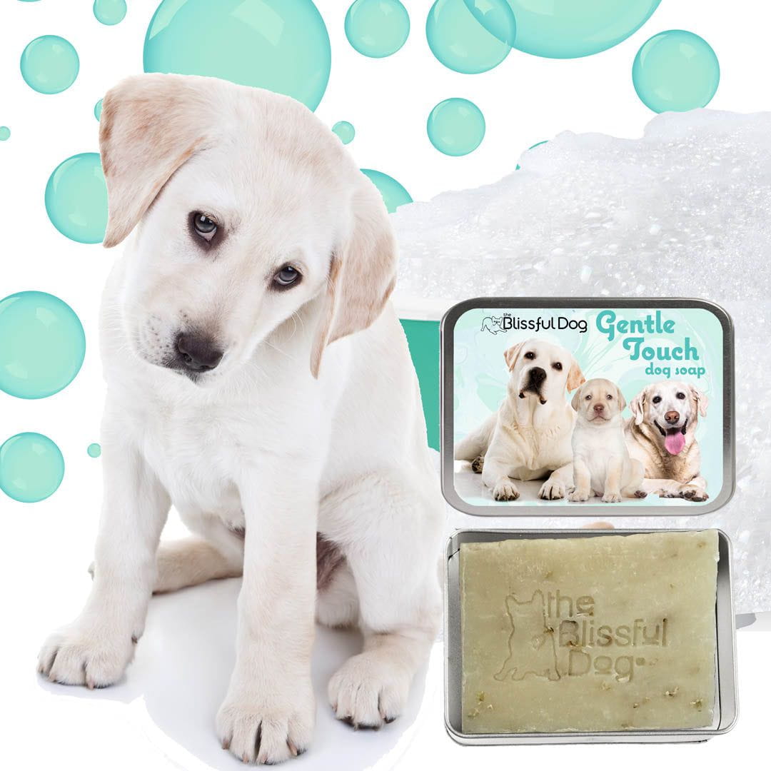 Gentle Touch Dog Shampoo & Soap SHAMPOO - Lazy Paper Club