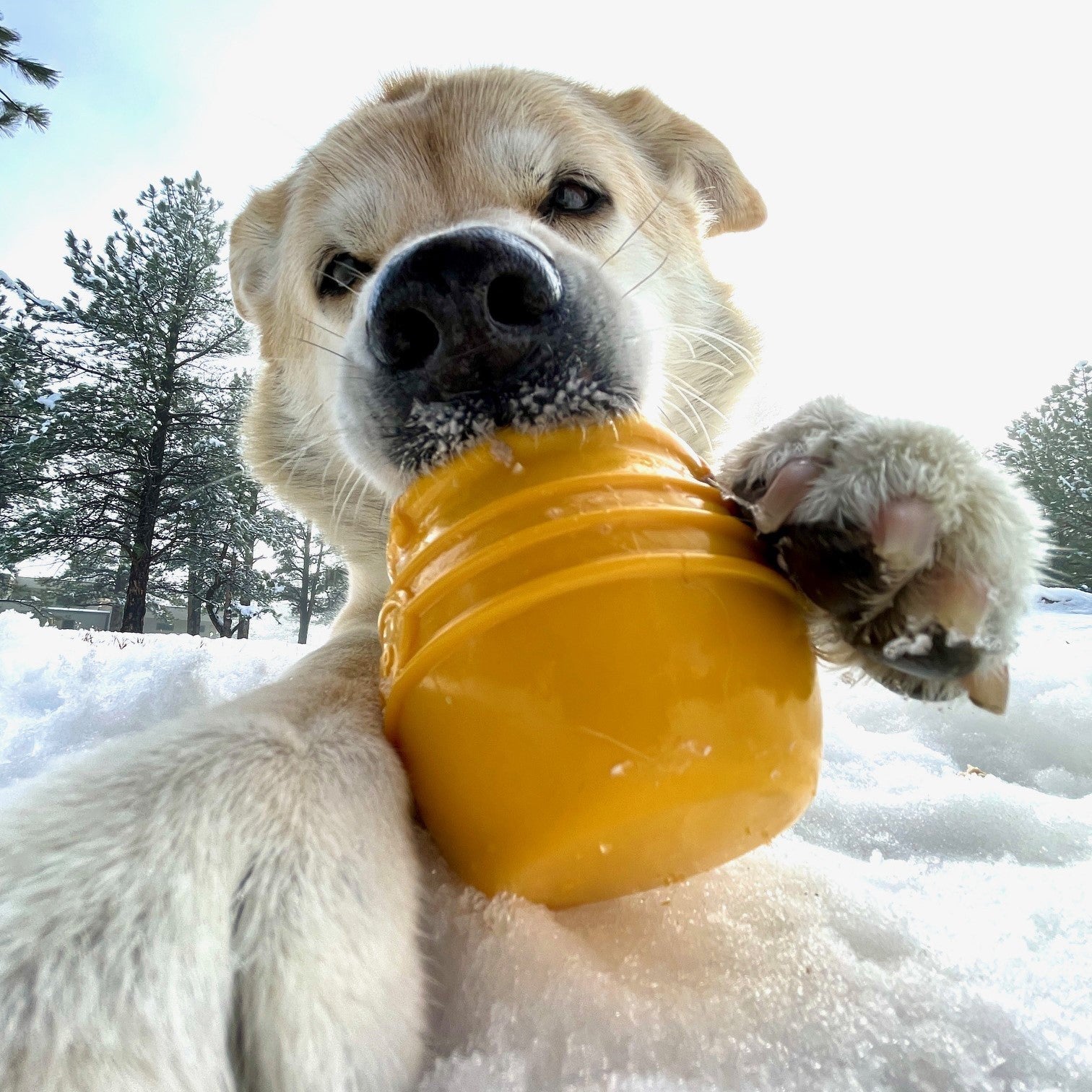 Honey Pot Dog eCup Treat Dispenser | Durable PUP-X Rubber Enrichment Toy | USA Made Rubber Dog Toys - Lazy Paper Club