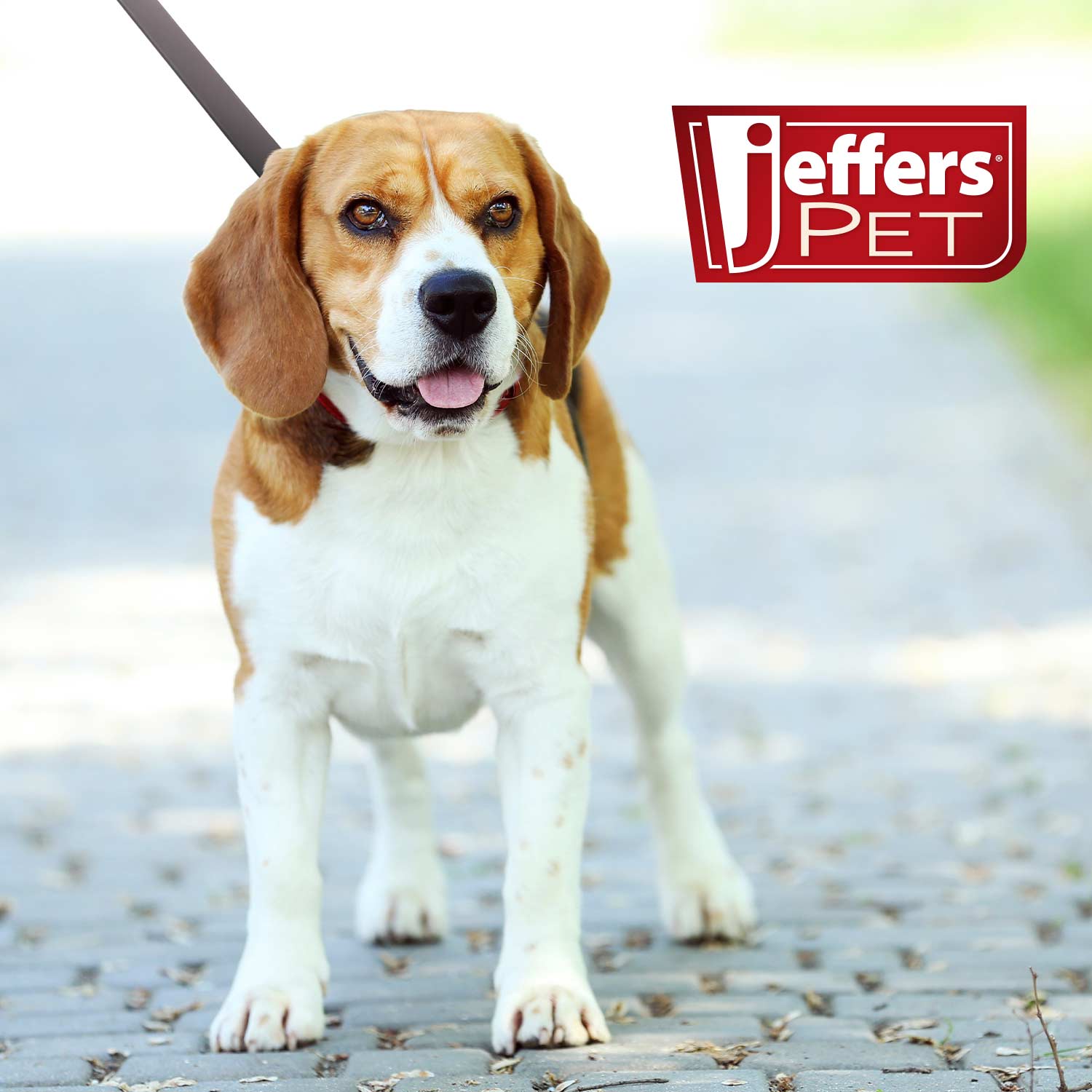 Jeffers Flat Leather Dog Leash with Hand Strap Handle, 6'L Dog Supplies > Dog Apparel > Dog Collars, Harnesses, & Leashes - Lazy Paper Club