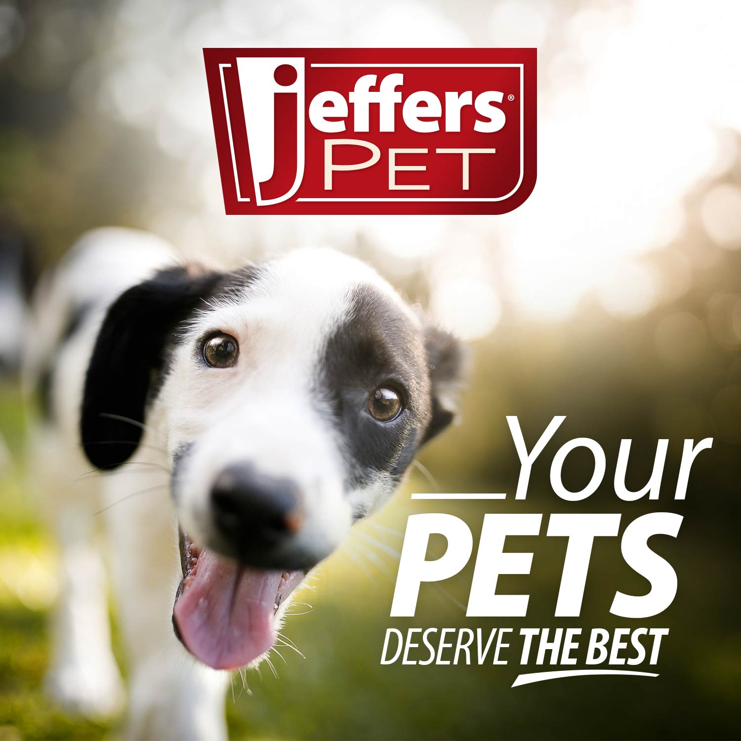 Jeffers Pet Captivating Citrus All-Natural Flea Bite Relief Shampoo for Dogs and Cats Animal & Pet Supplies > Pet Grooming > Pet Shampoo & Conditioner - Lazy Paper Club