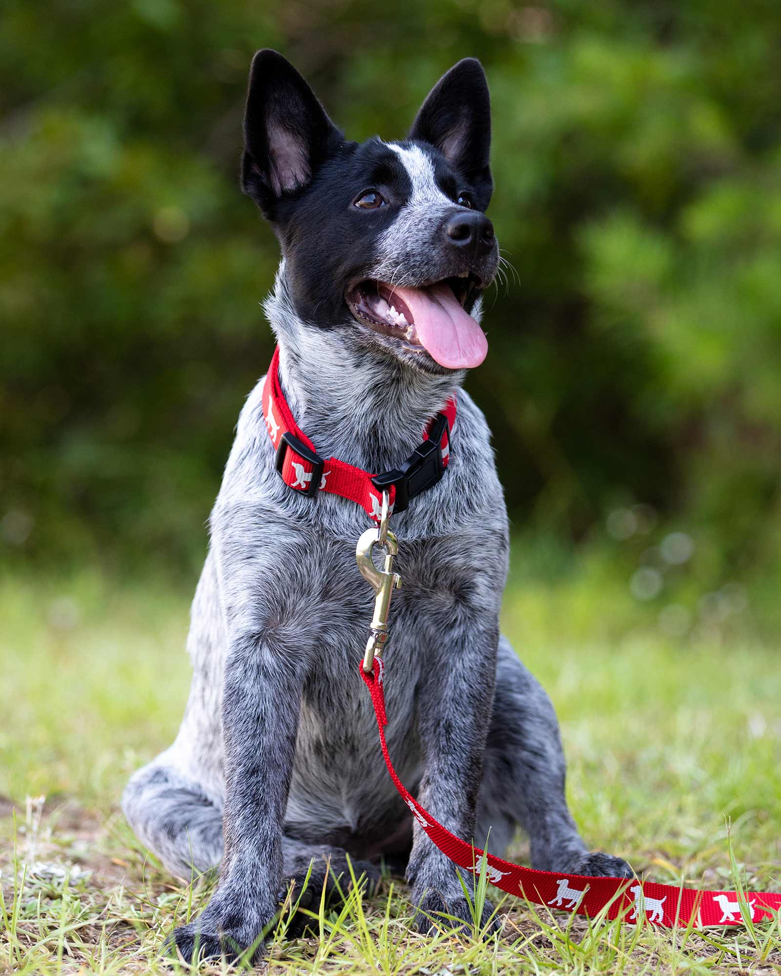 Jeffers Reflective Hound Series Nylon Dog Leash Dog Supplies > Dog Apparel > Dog Collars, Harnesses, & Leashes - Lazy Paper Club