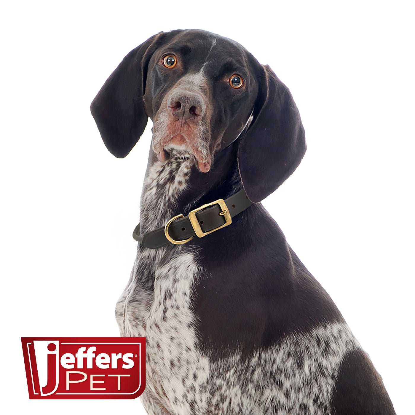Jeffers Rolled Leather Dog Collars with Brass Hardware Dog Supplies > Dog Apparel > Dog Collars, Harnesses, & Leashes - Lazy Paper Club