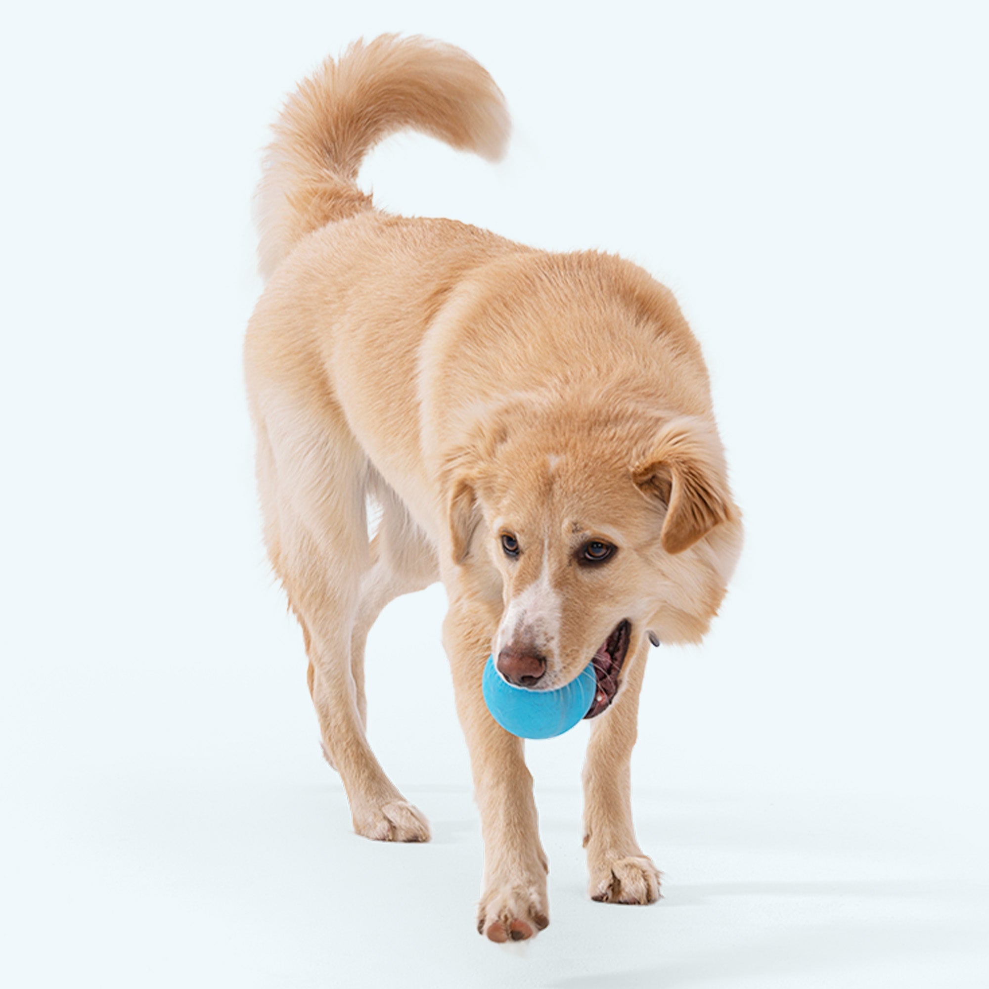 Jive - Durable Dog Chew Toy Edition Toy - #Lazy Paper Club#