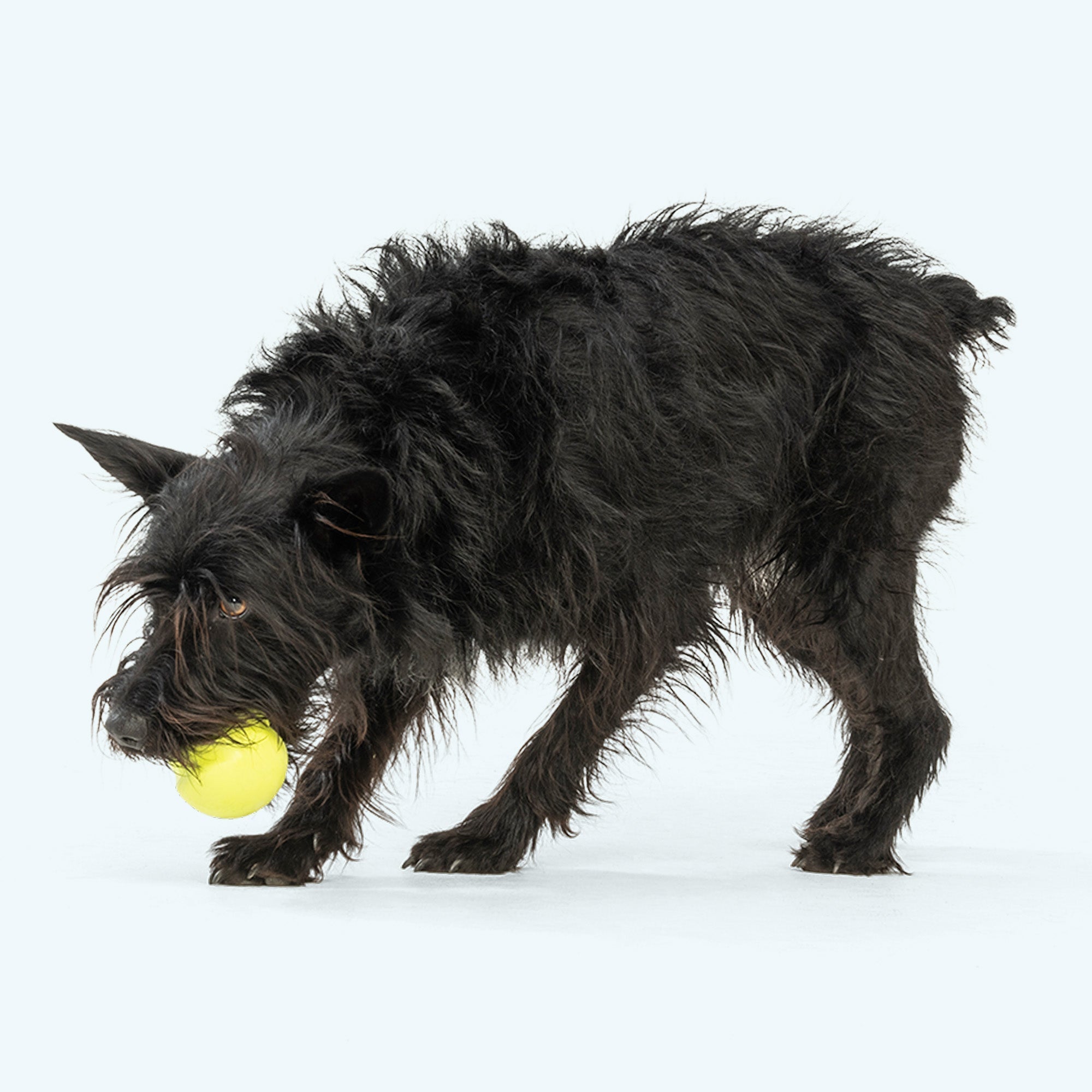 Jive - Durable Dog Chew Toy Edition Toy - #Lazy Paper Club#