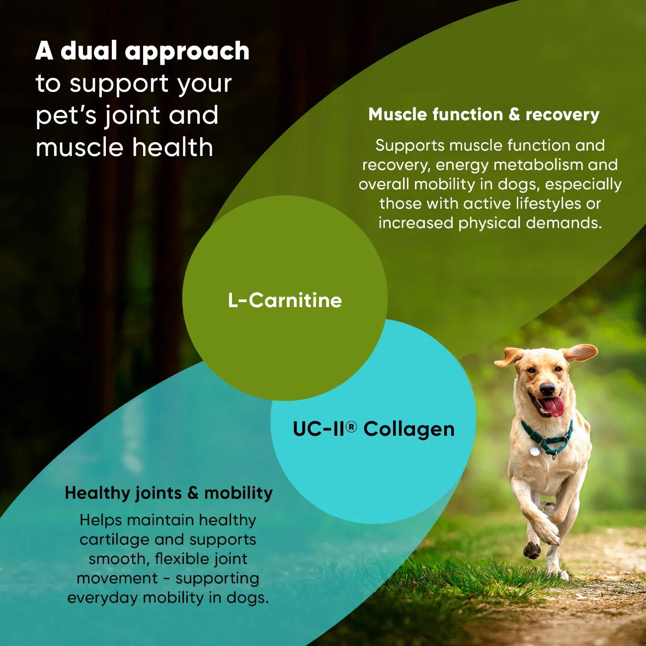Joint & Muscle Health Medium & Large Dogs - Lazy Paper Club