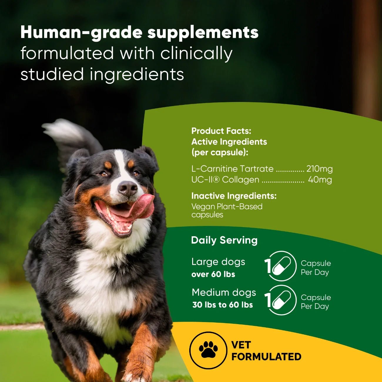 Joint & Muscle Health Medium & Large Dogs - Lazy Paper Club
