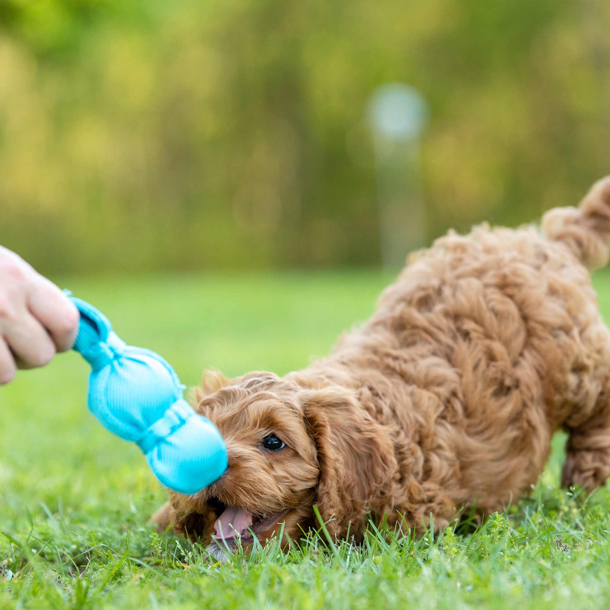 KONG Wubba Dog Toy – Interactive Squeaky Tug & Fetch Toy for Dogs (Assorted Colors, 1 Count) Dog Supplies > Dog Toys - Lazy Paper Club
