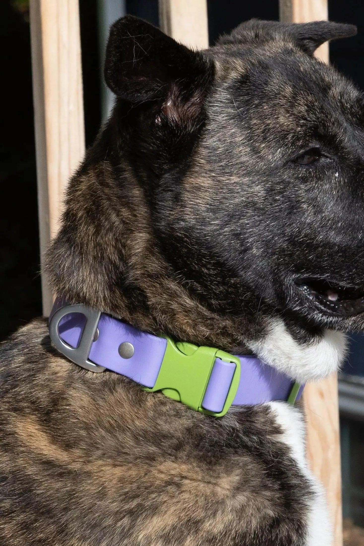 Lavender Garden Waterproof Dog Collar Collar - Lazy Paper Club