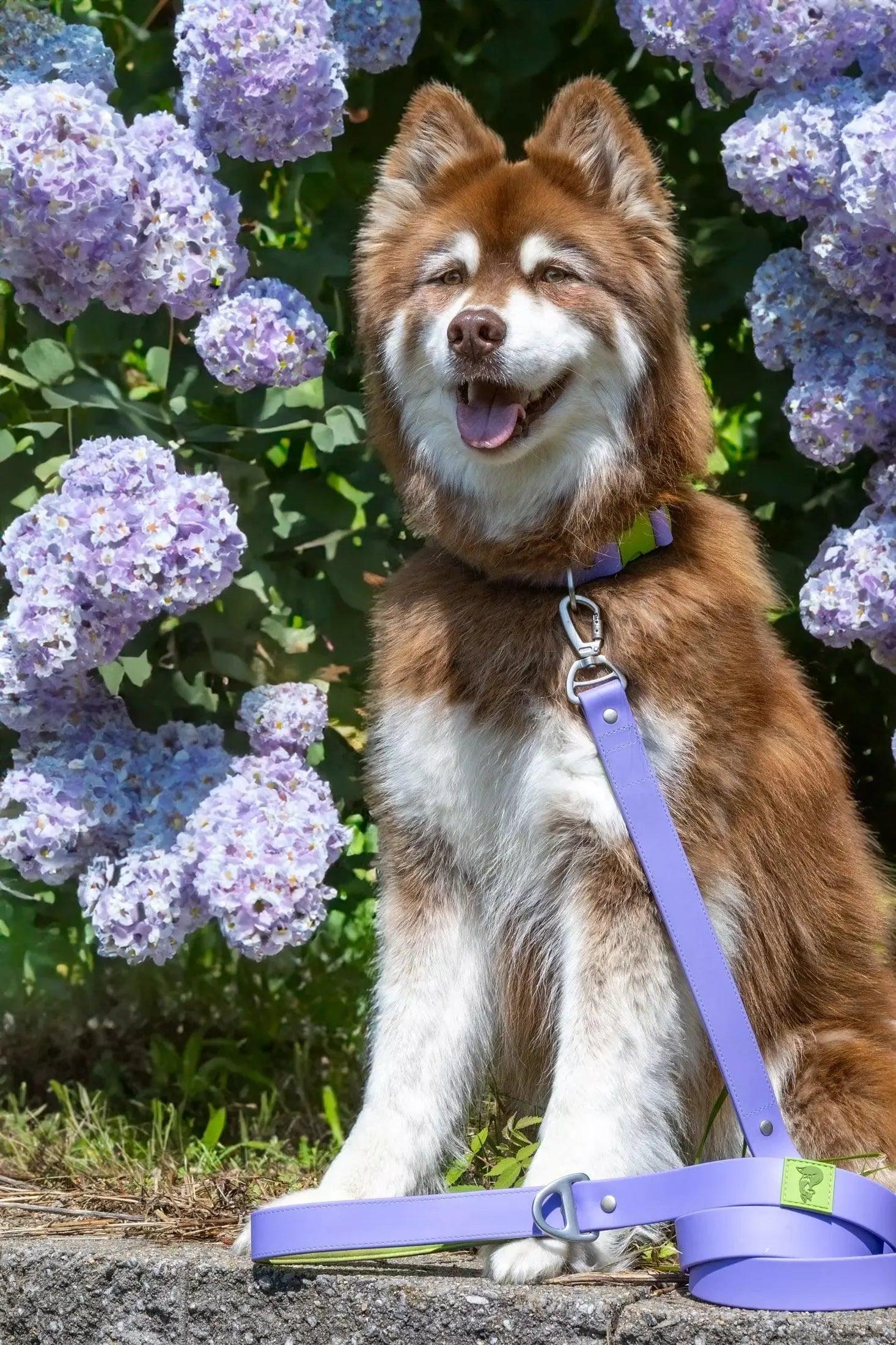 Lavender Garden Waterproof Dog Collar Collar - Lazy Paper Club
