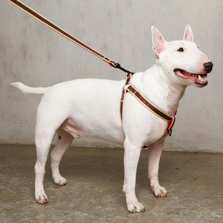 Le Classic Dog Harness - Lazy Paper Club