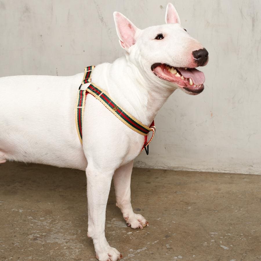 Le Classic Dog Harness - Lazy Paper Club