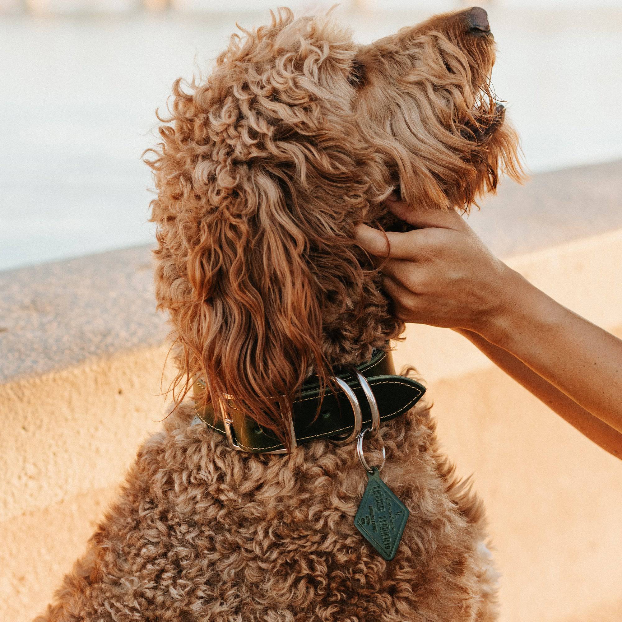 Leather Dog Collar - Designer Collar - Lazy Paper Club