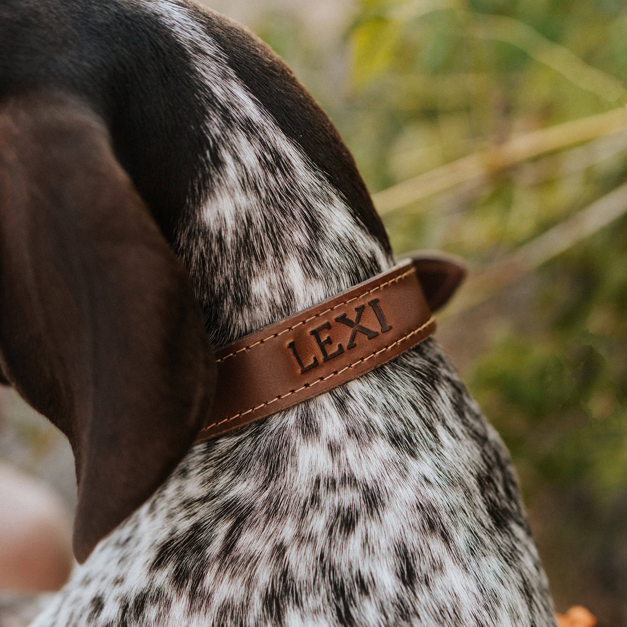 Leather Dog Collar - Designer Collar - Lazy Paper Club