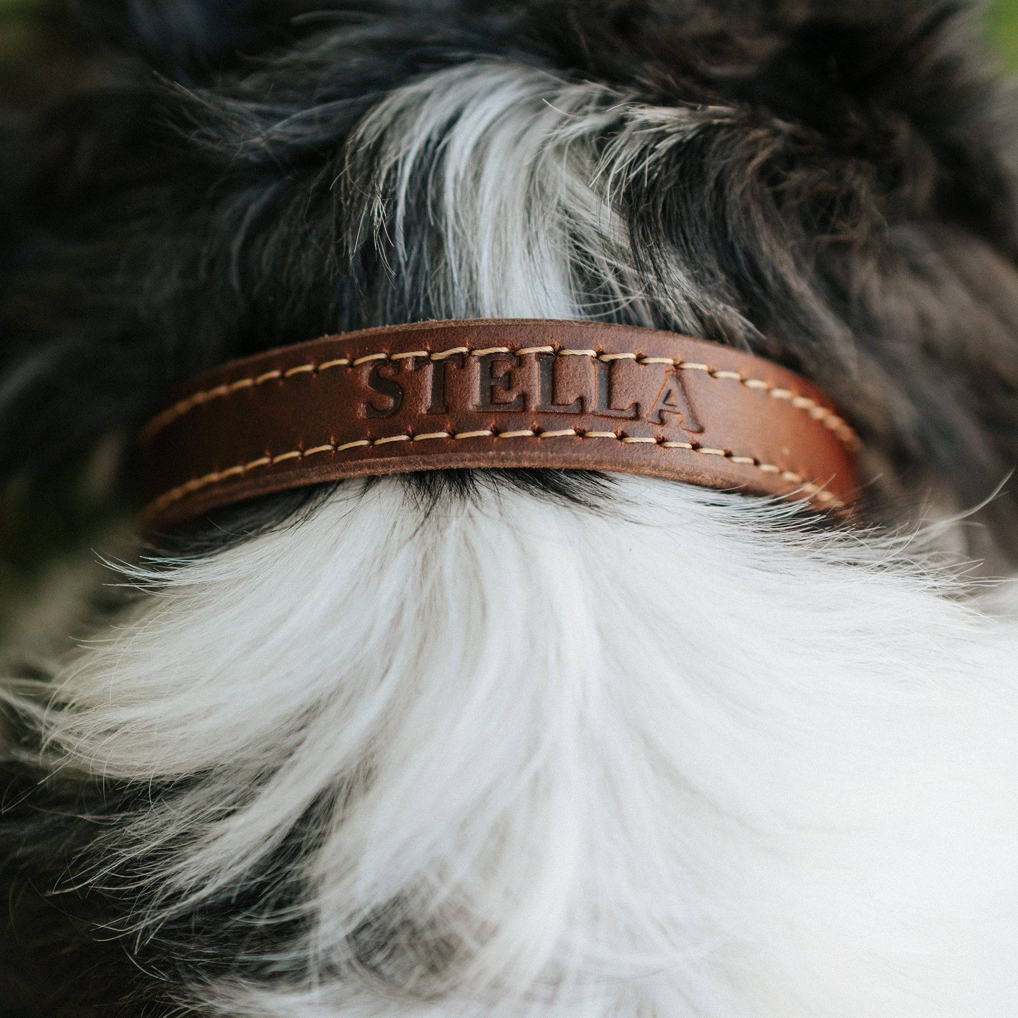 Leather Dog Collar - Designer Collar - Lazy Paper Club