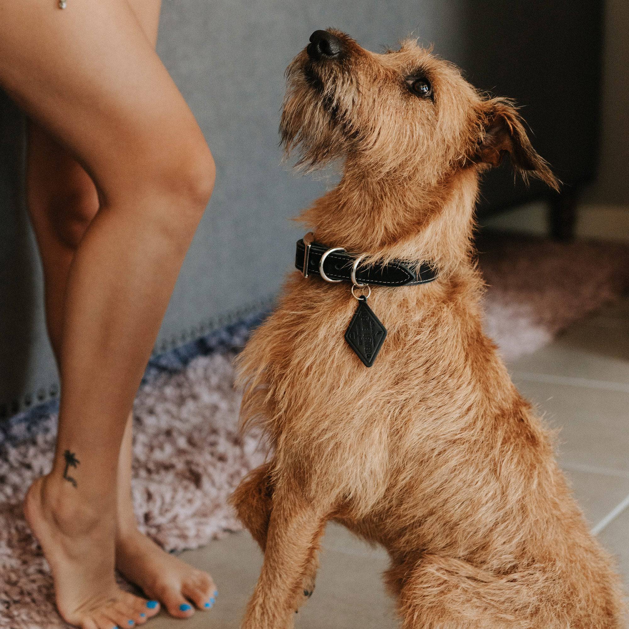 Leather Dog Collar - Designer Collar - Lazy Paper Club