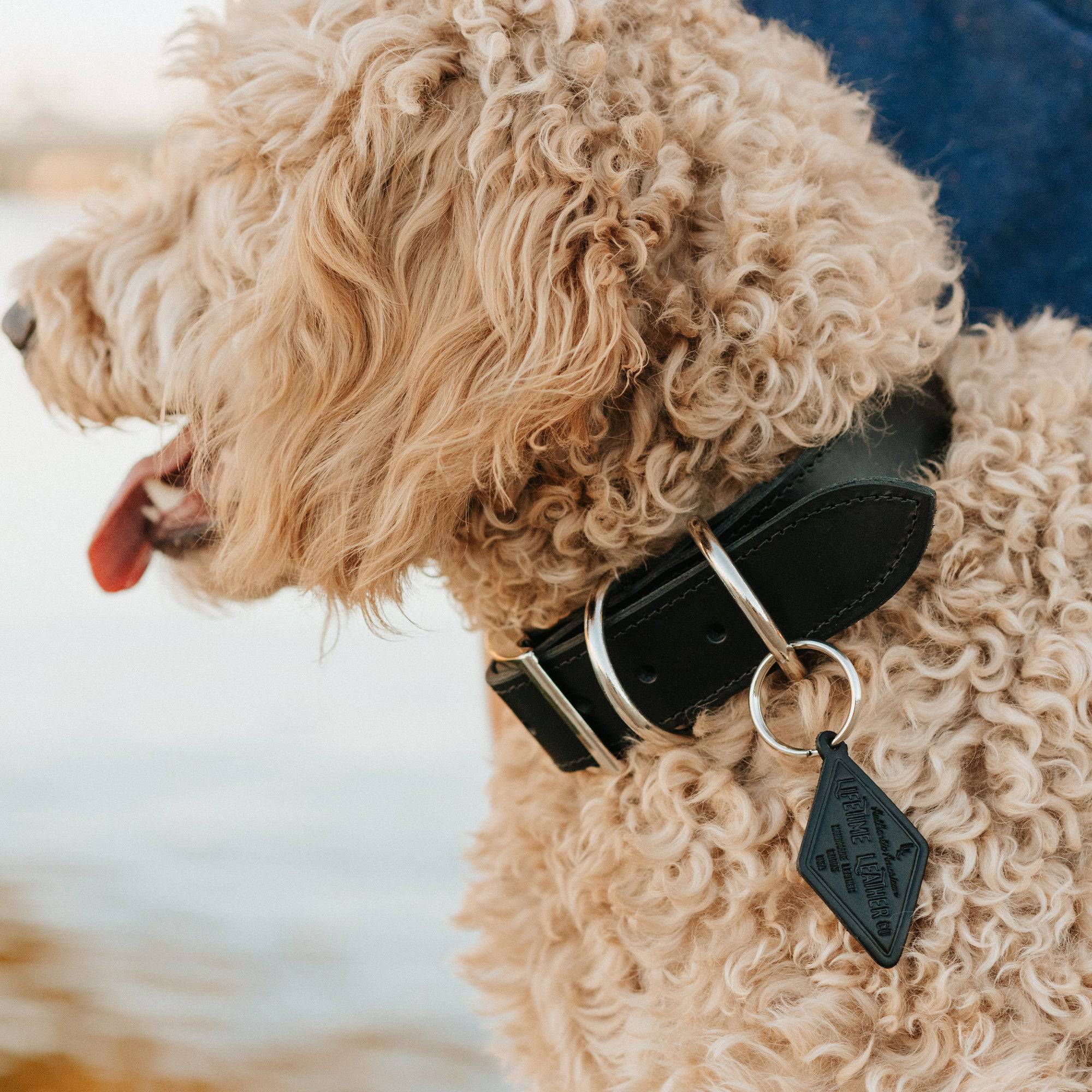 Leather Dog Collar - Designer Collar - Lazy Paper Club
