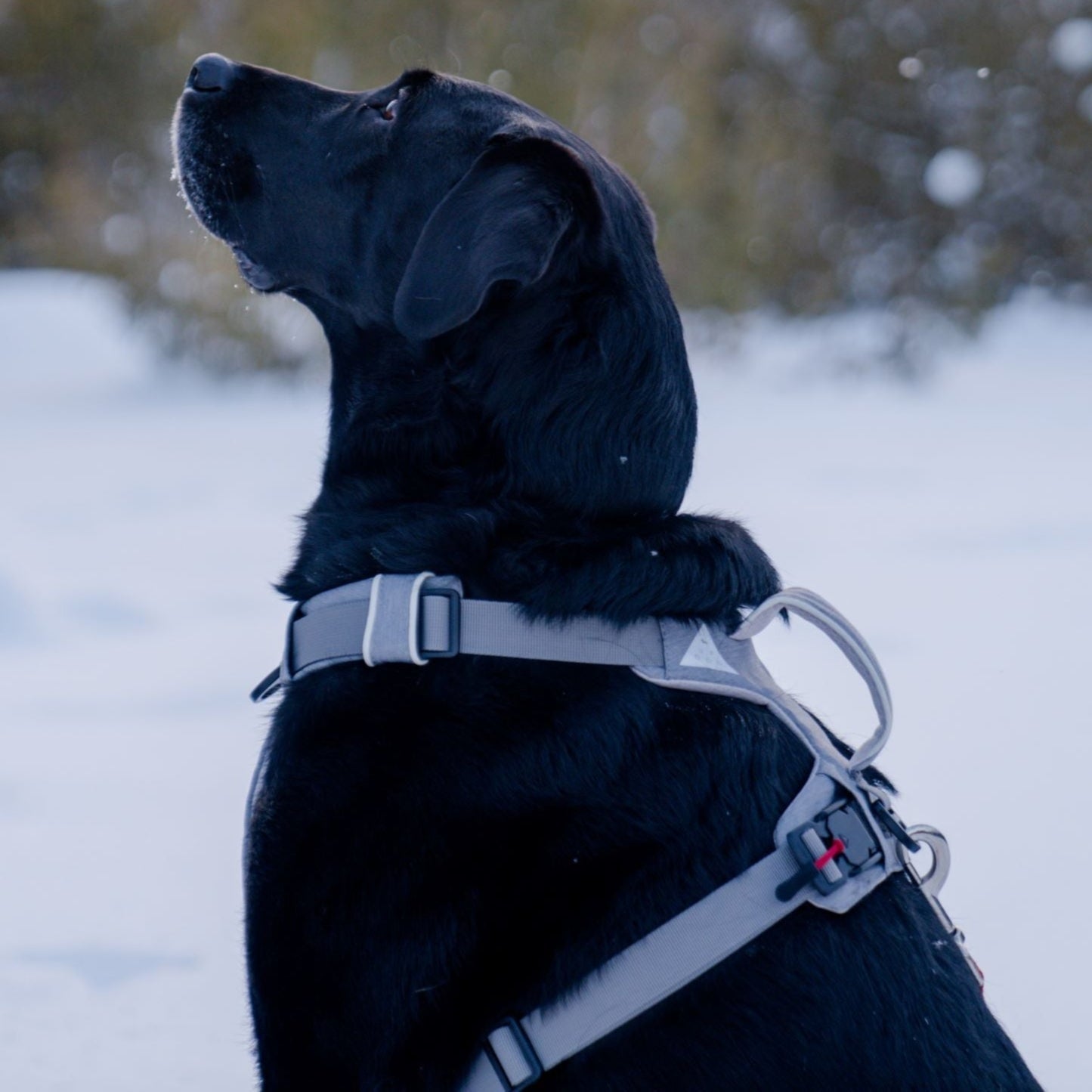 Magnetic Dog Harness with Handle - Easy On, No-Pull Design Pet Harness - Lazy Paper Club