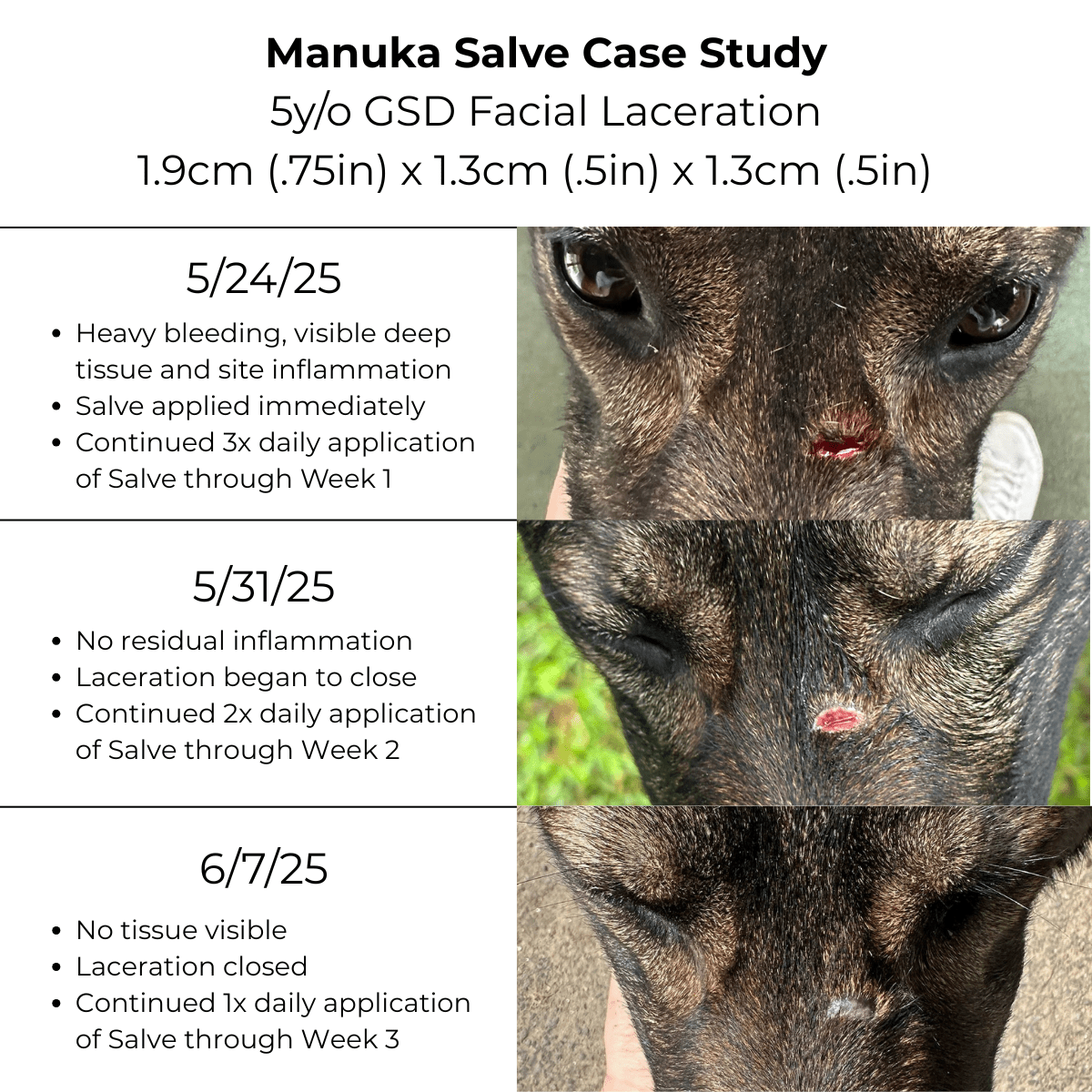 Manuka Honey Salve for Dogs, Horses & Humans - Lazy Paper Club