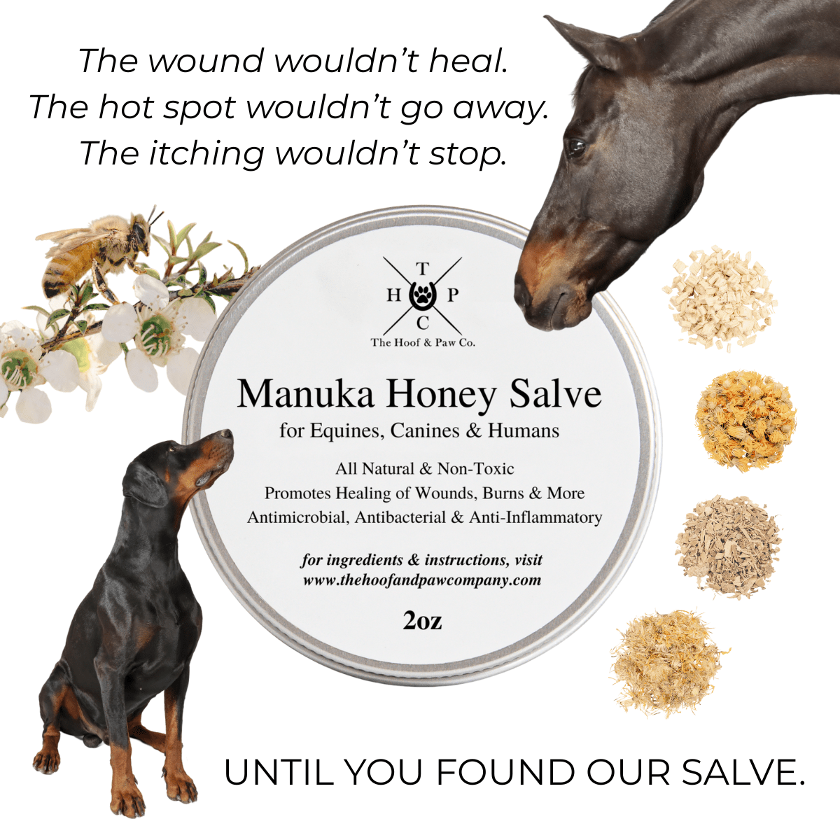 Manuka Honey Salve for Dogs, Horses & Humans - Lazy Paper Club