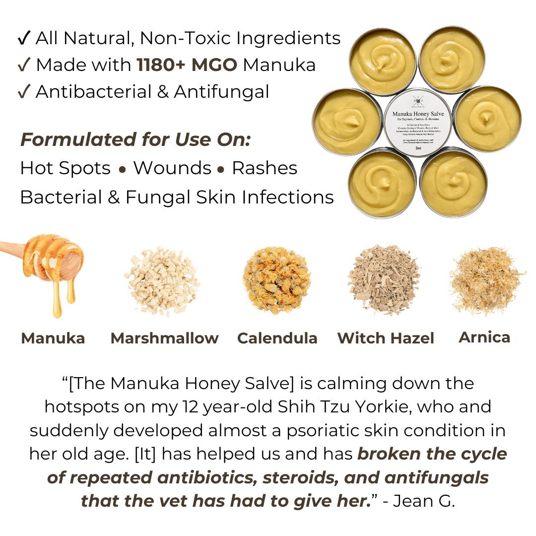Manuka Honey Salve for Dogs, Horses & Humans - Lazy Paper Club