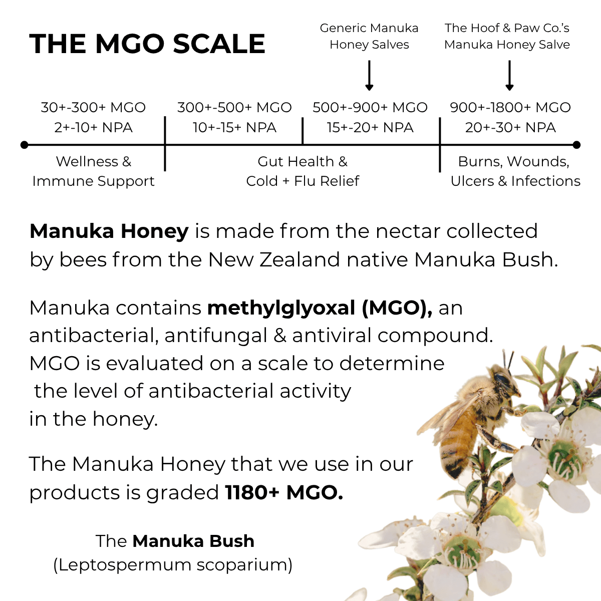Manuka Honey Salve for Dogs, Horses & Humans - Lazy Paper Club